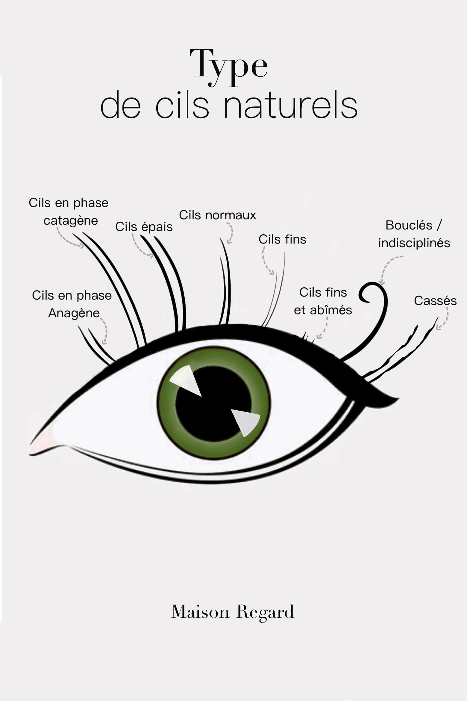 les types de cil naturel et les diferentes phases anagene catagene